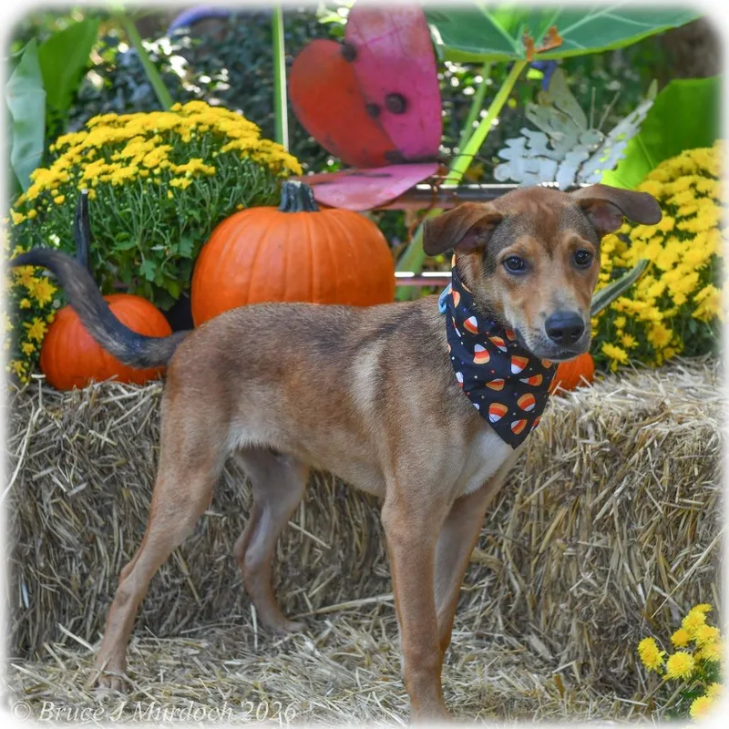 A baby medium-sized male Shepherd dog named Kenan for adoption in Wake Forest, NC