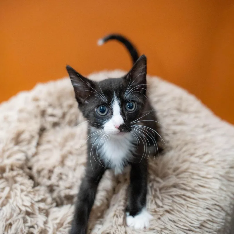 A baby small-sized male Domestic Short Hair cat named Judas for adoption in Gainesville, GA