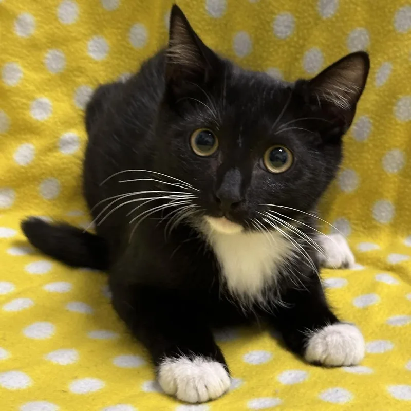 A baby small-sized male Black Domestic Short Hair cat named Lucas for adoption in Matteson, IL