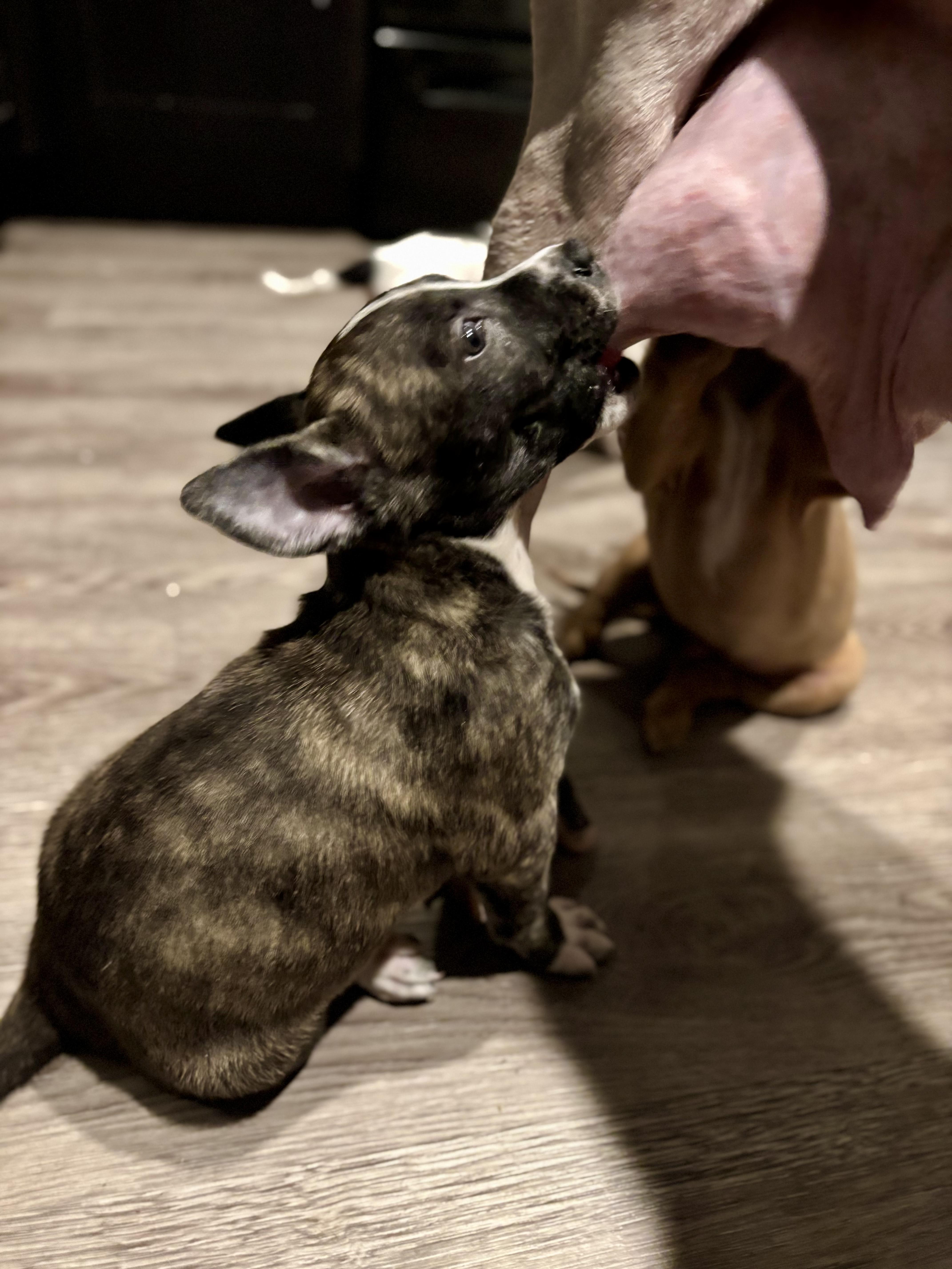 An adult medium-sized female Brindle Mixed Breed dog named Agatha for adoption in Athens, TX