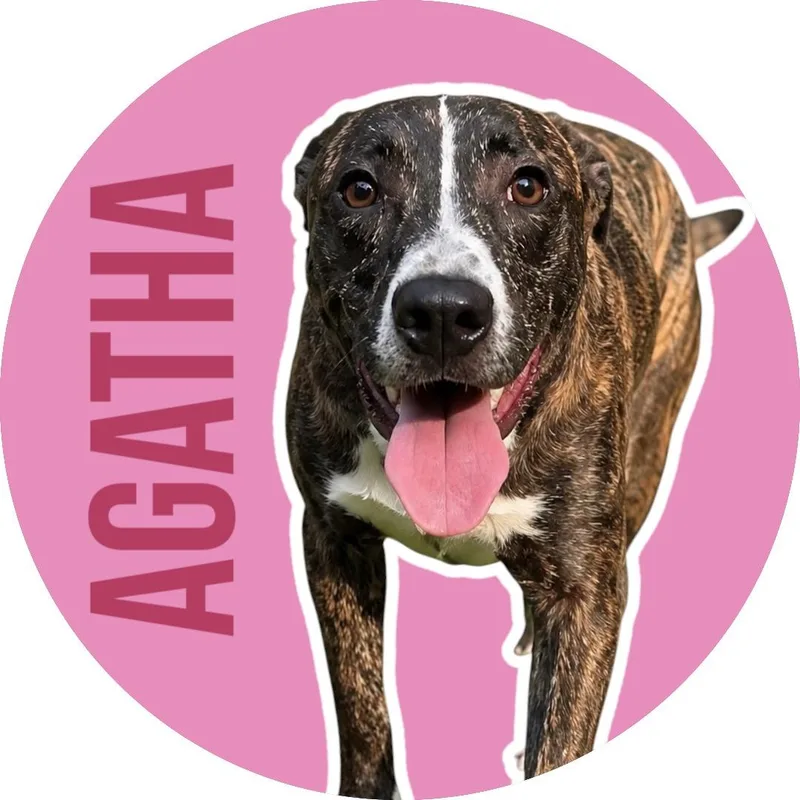 Agatha thumbnail 4