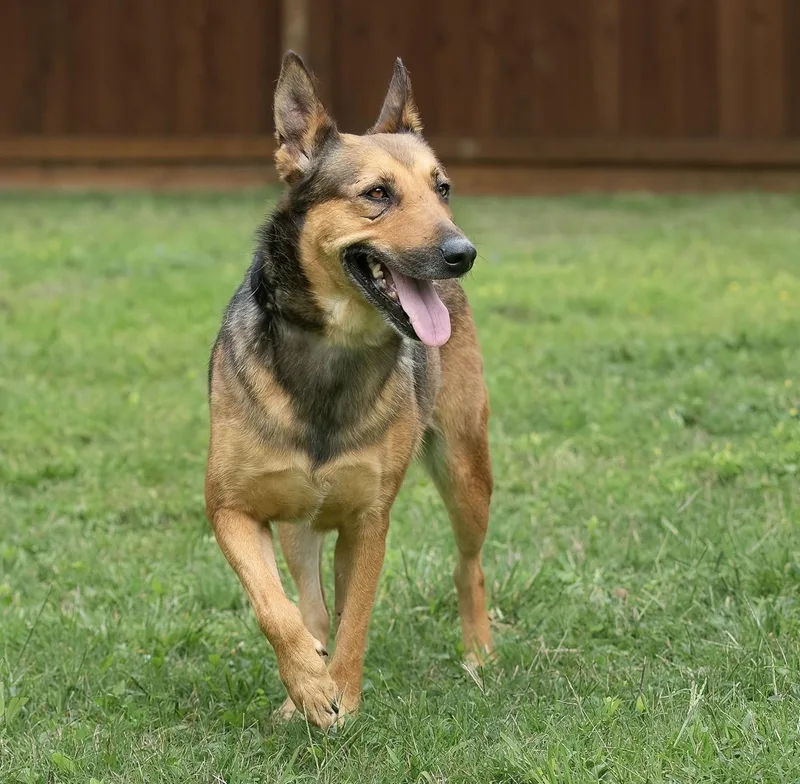An adult medium-sized female Black German Shepherd Dog dog named Leona for adoption in Tomball, TX