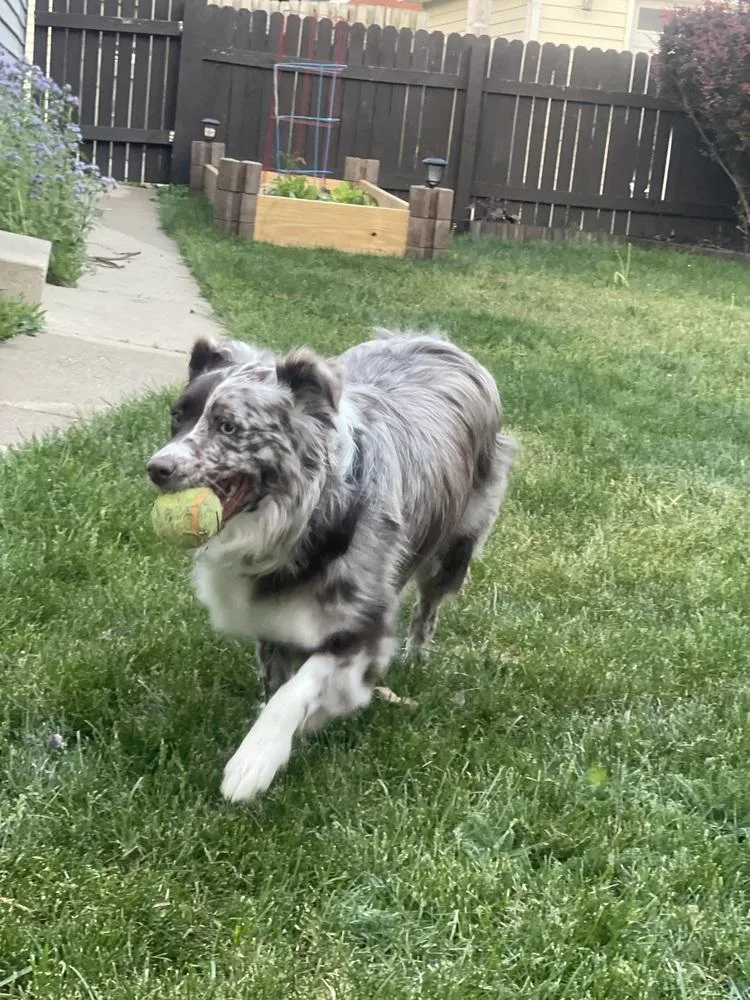 A young medium-sized female Australian Shepherd dog named Noelle for adoption in Ringwood, IL