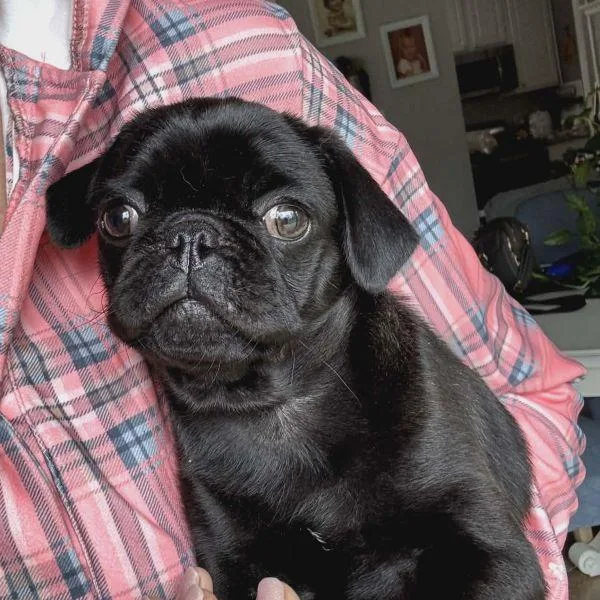 A baby small-sized male Black Pug dog named Frankie for adoption in Alvin, TX