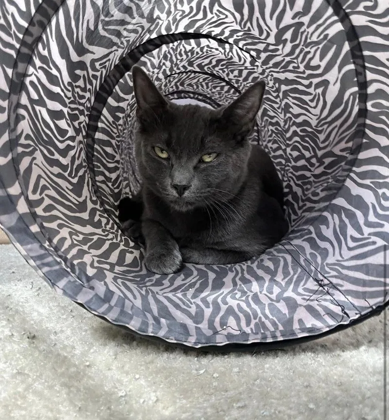 A baby small-sized male Gray / Blue / Silver Domestic Short Hair cat named Sapphire for adoption in Telford, PA
