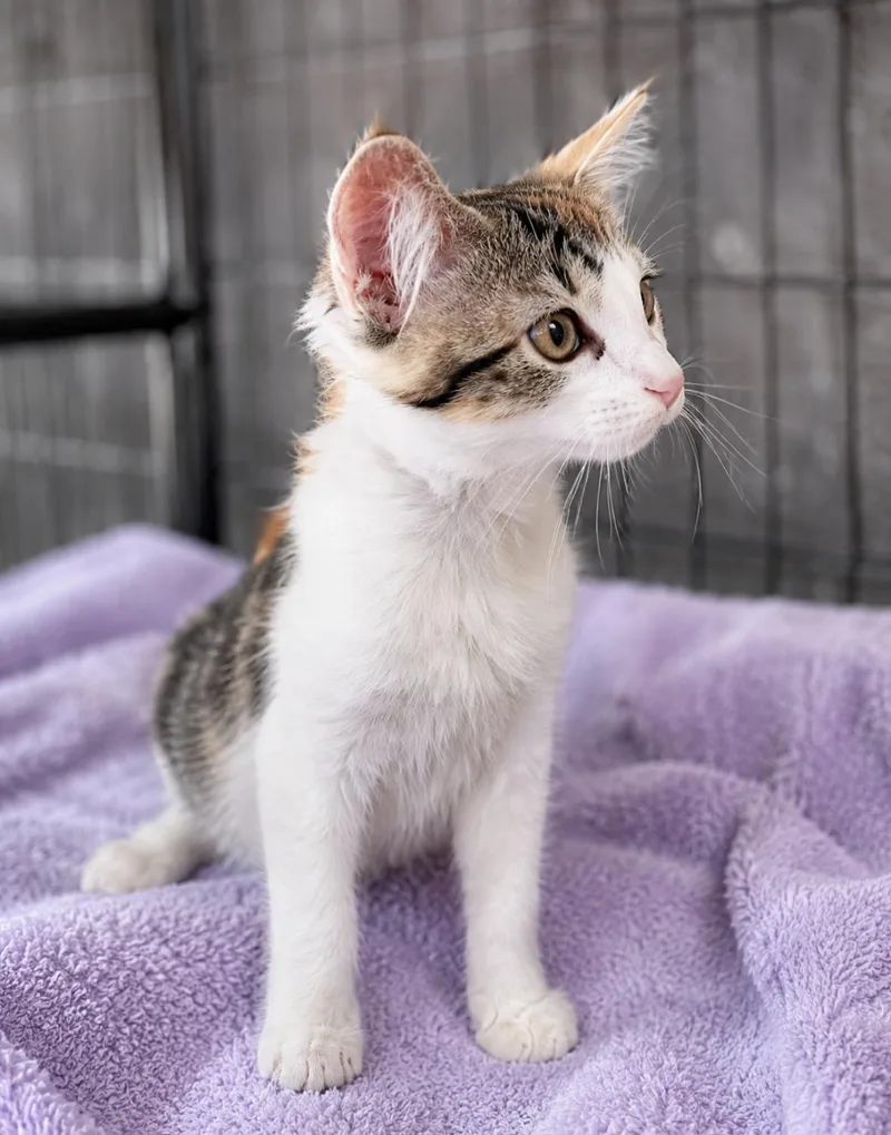 A baby medium-sized female Calico Domestic Short Hair cat named Madison for adoption in Spring, TX