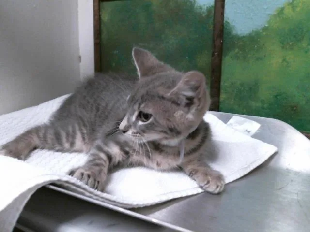 A baby small-sized female Domestic Short Hair cat named Kim for adoption in Houston, TX