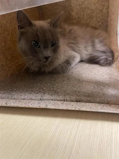 A young small-sized female Domestic Short Hair cat named Chloe for adoption in Sacramento, CA