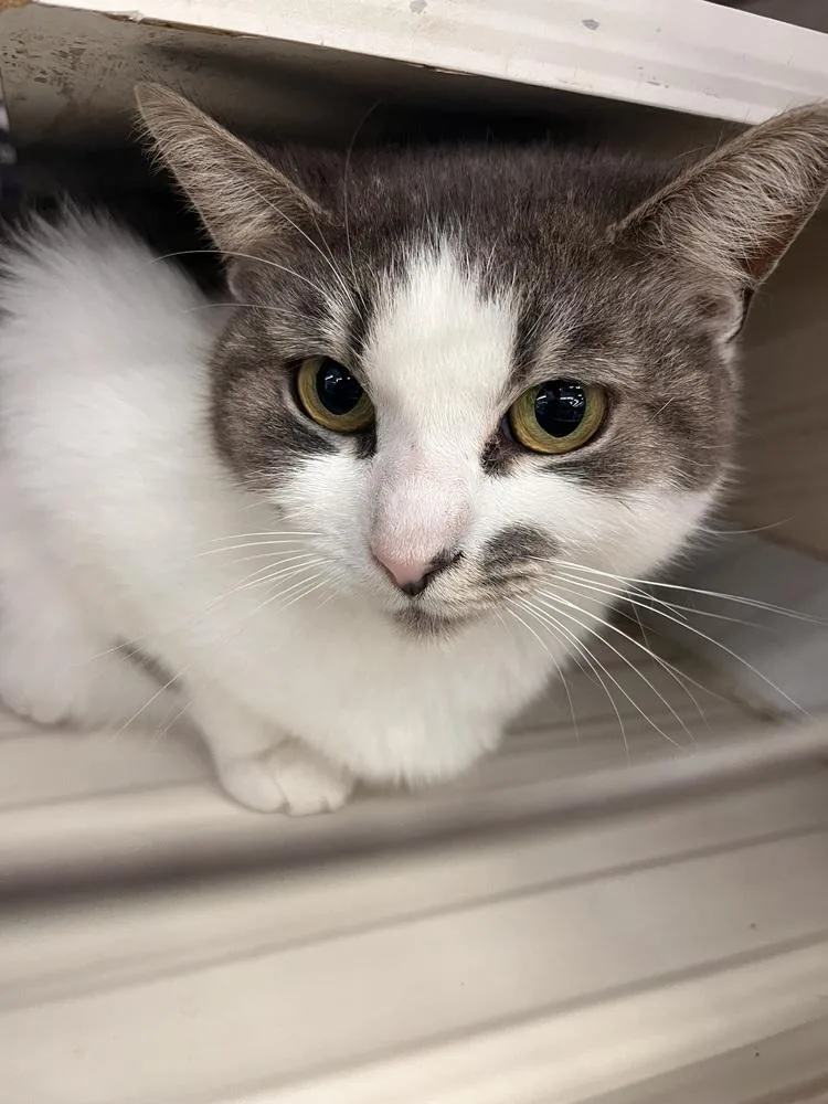 A young medium-sized female Domestic Short Hair cat named Mollie for adoption in Acworth, GA