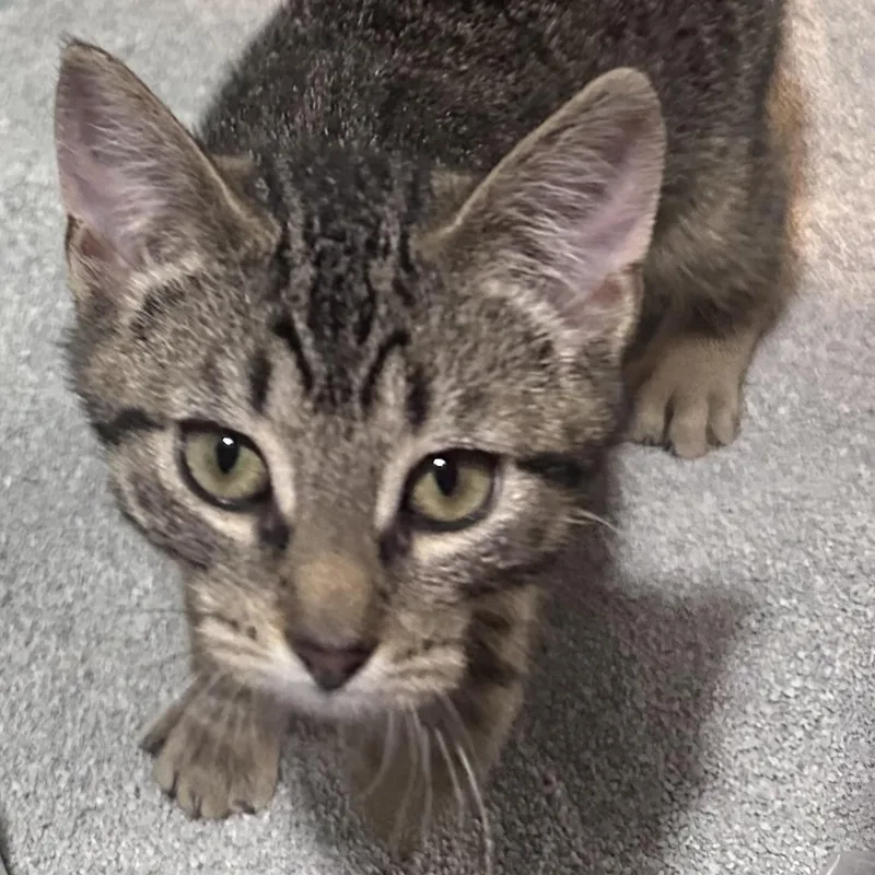 A baby medium-sized female Tabby (Brown / Chocolate) Domestic Short Hair cat named Spark for adoption in Silverton, OR