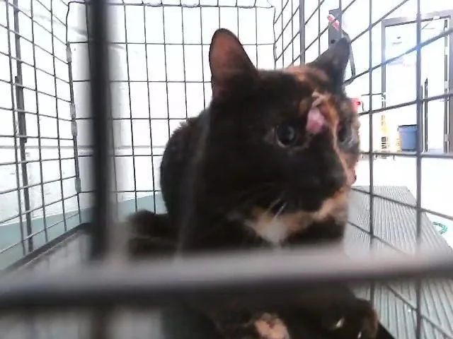 An adult medium-sized female Domestic Short Hair cat named A for adoption in Tulsa, OK