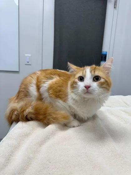 An adult small-sized male Orange / Red Domestic Medium Hair cat named Avocados From Mexico for adoption in Kansas City, MO