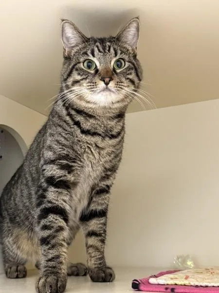 An adult medium-sized male Domestic Short Hair cat named Danny for adoption in San Diego, CA