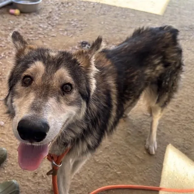 An adult large-sized male Siberian Husky dog named Drew for adoption in Ontario, CA