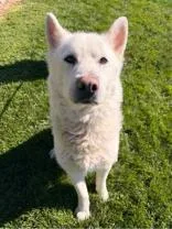 A senior medium-sized male Apricot / Beige Husky dog named Nanook for adoption in Redmond, OR