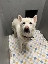 Nanook thumbnail 2