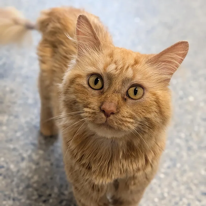 An adult small-sized male Orange / Red Domestic Long Hair cat named Wylie for adoption in Prairie du Chien, WI