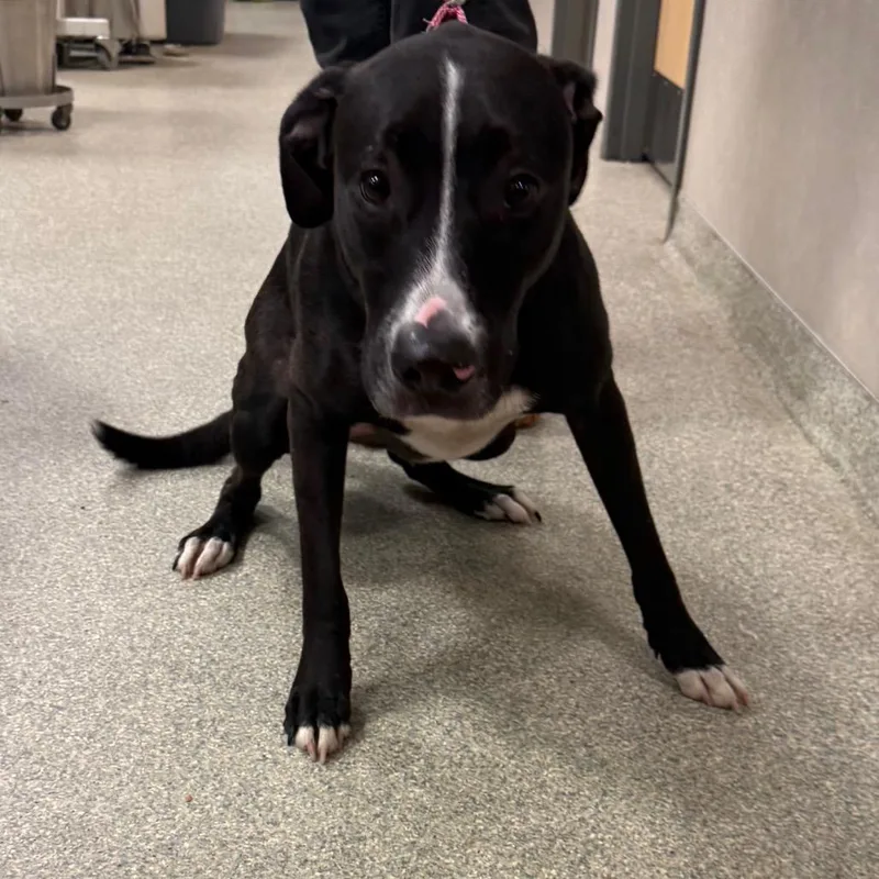 An adult large-sized female Black Mixed Breed dog named Diana for adoption in Jacksonville, FL