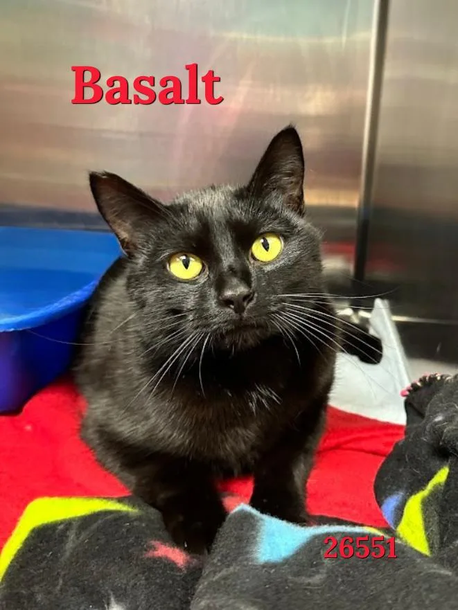 A young medium-sized male Black Domestic Short Hair cat named Basalt for adoption in Oak Ridge, TN