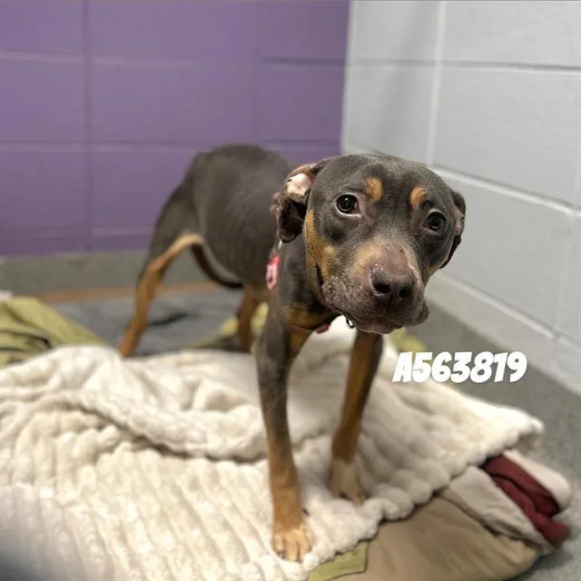 An adult medium-sized female Mixed Breed dog named Lydia for adoption in Huntsville, AL