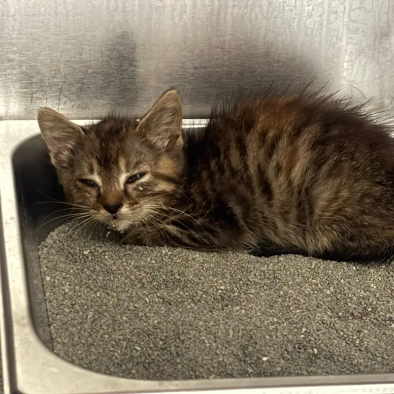 A baby small-sized female Brown / Chocolate Domestic Short Hair cat named StrayWellbornAvenue for adoption in Columbus, GA