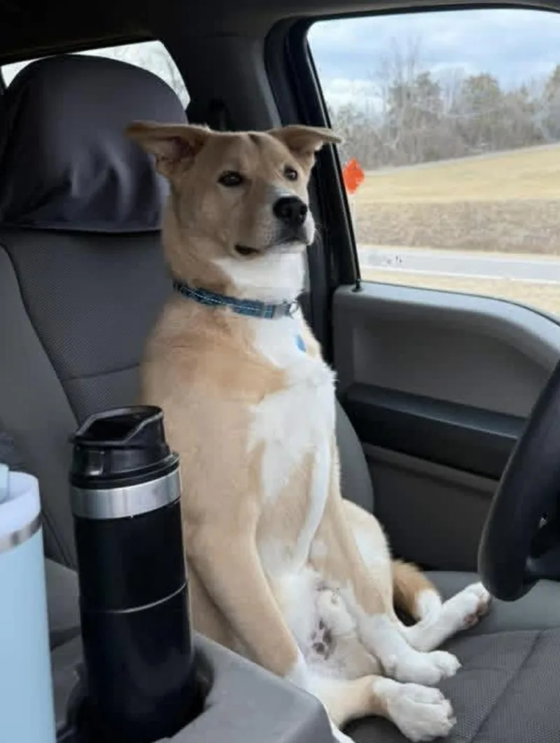 A young medium-sized male Apricot / Beige Husky dog named Awesome for adoption in Afton, TN