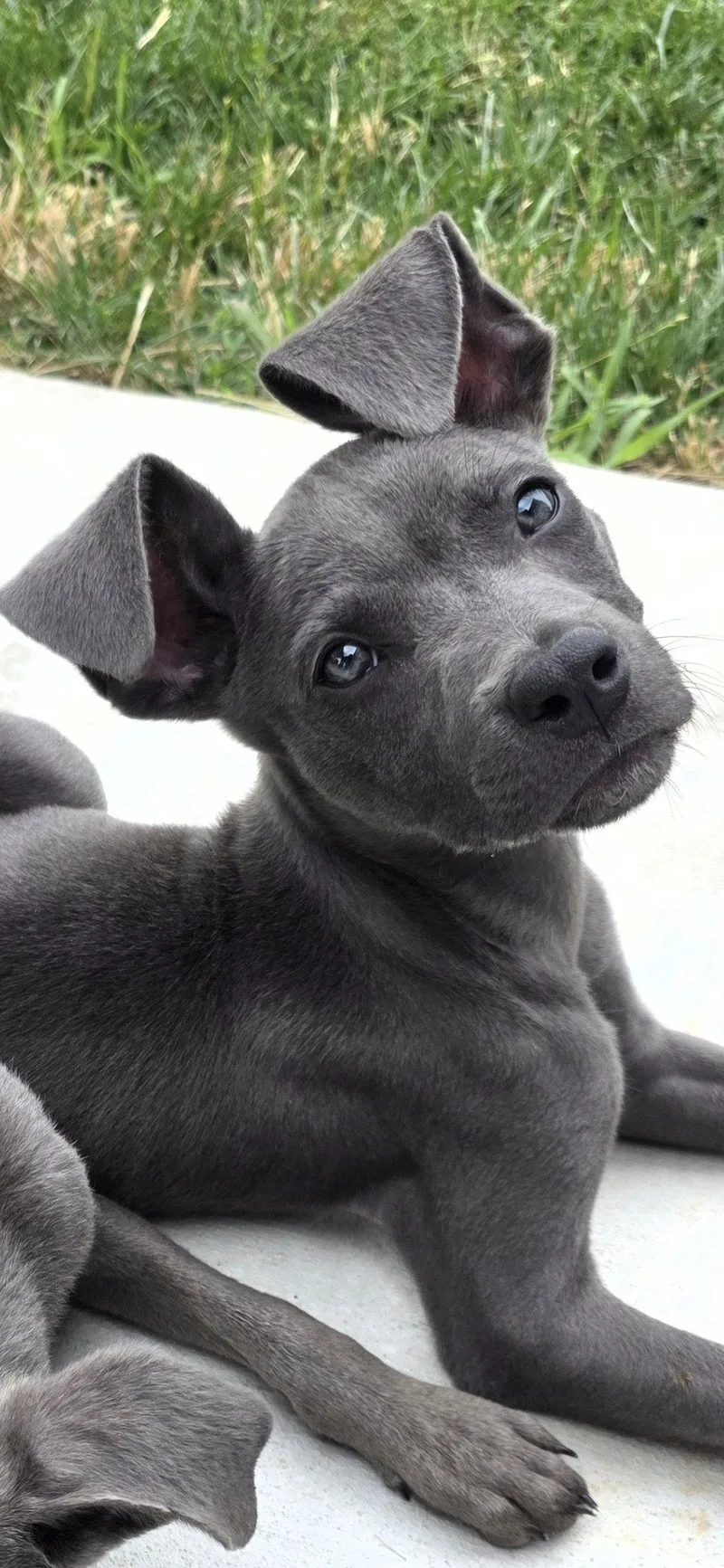 A baby medium-sized male Pit Bull Terrier dog named DoughBoy for adoption in Salt Lake City, UT