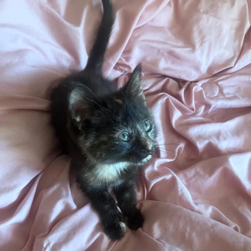 A baby medium-sized female Tortoiseshell Domestic Short Hair cat named Ember for adoption in Easley, SC