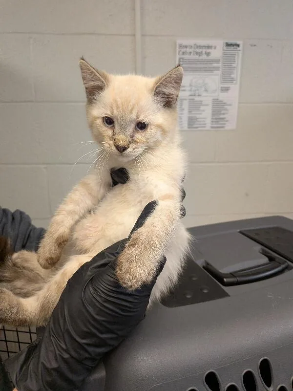 A young small-sized male Cream / Ivory Domestic Short Hair cat named Hugh Jackman for adoption in Cincinnati, OH