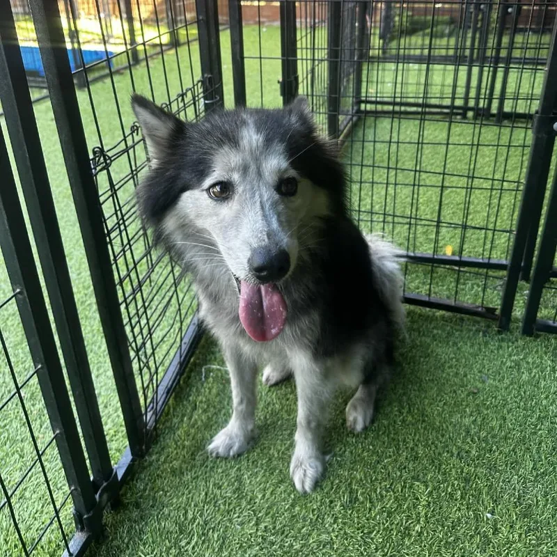 Sugar Cookie thumbnail 2