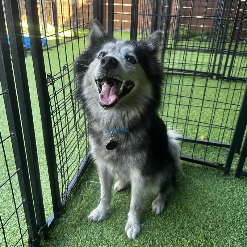 Sugar Cookie thumbnail 3