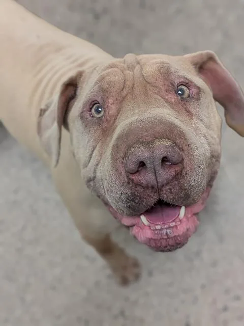 A senior large-sized male Shar-Pei dog named Rocky for adoption in Brighton, CO