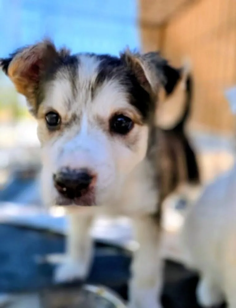 A baby medium-sized female Australian Shepherd dog named Sable for adoption in Evergreen, CO