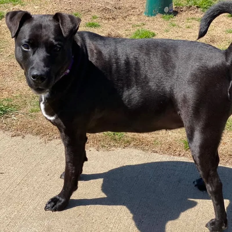 An adult medium-sized female Black Labrador Retriever dog named Sheba for adoption in Tunica, MS
