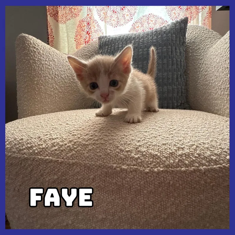 A baby small-sized male Buff / Tan / Fawn Domestic Short Hair cat named Ariat for adoption in Glenwood, MN