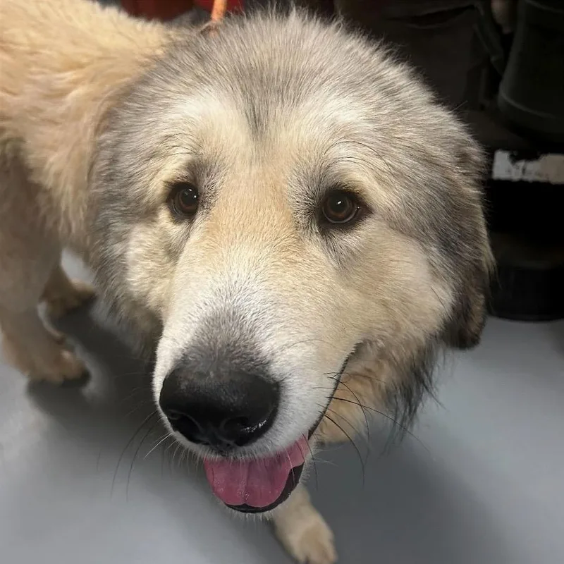 An adult extra large-sized male White / Cream Mixed Breed dog named Chief for adoption in Asheville, NC