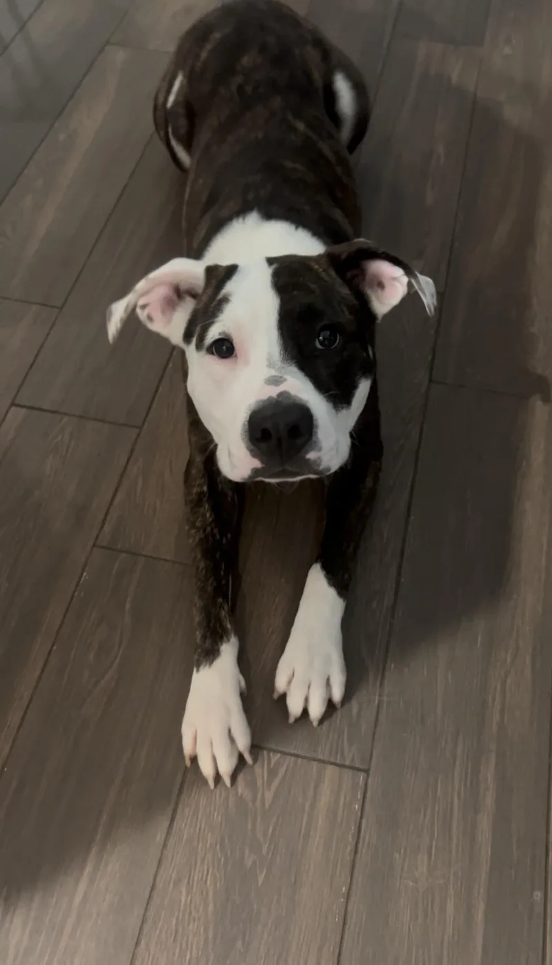 Rascal