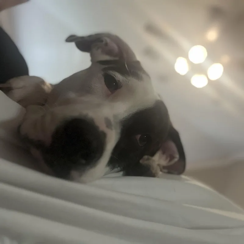 Rascal thumbnail 3