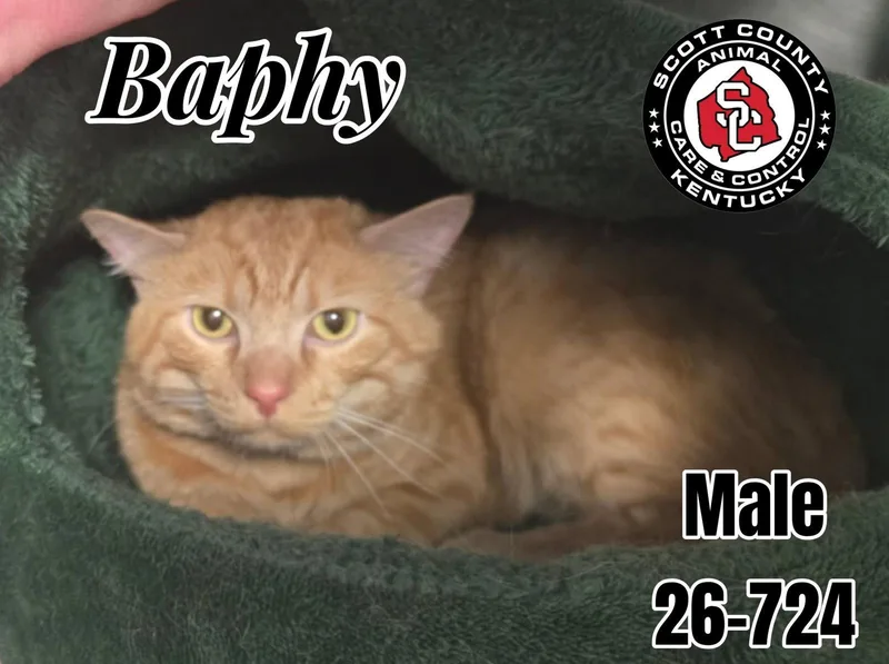 An adult small-sized male Orange / Red Domestic Short Hair cat named Baphy for adoption in Georgetown, KY