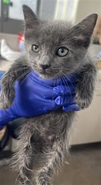 A baby medium-sized male Domestic Short Hair cat named Bear for adoption in Dallas, TX