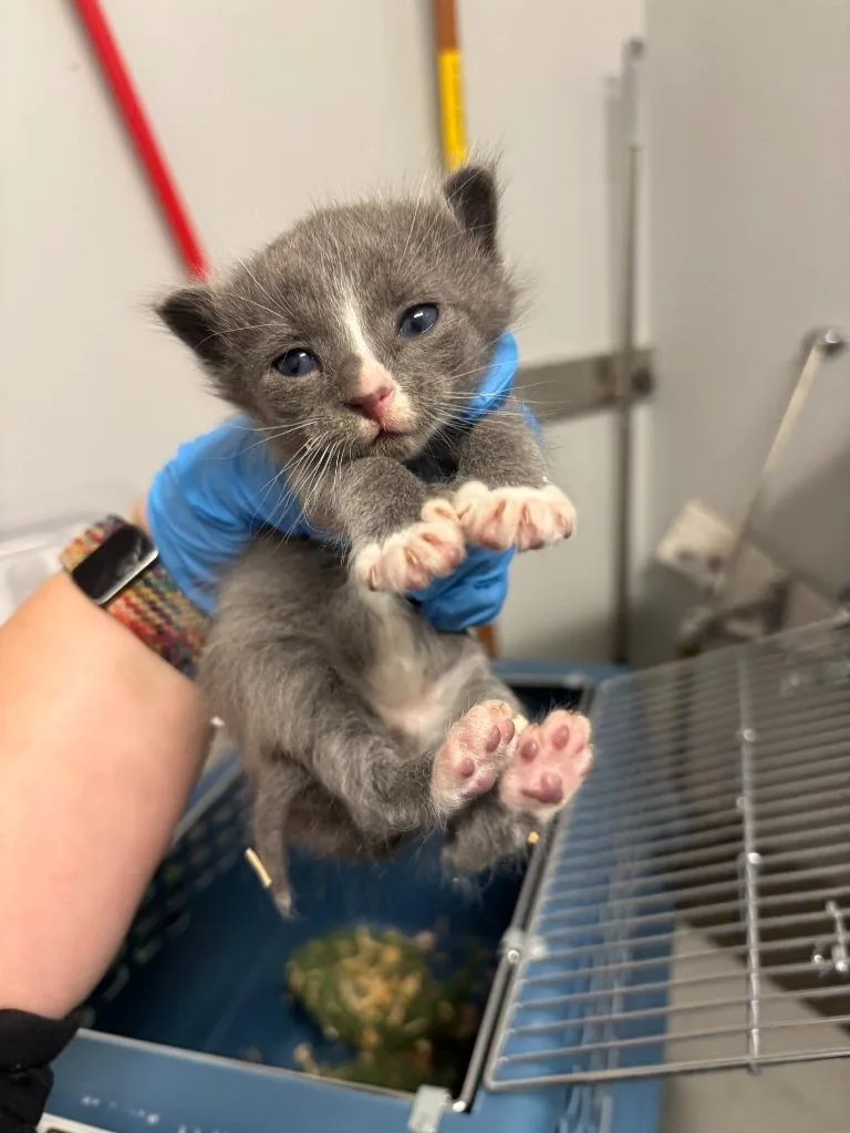 A baby small-sized female Abyssinian cat named Deanna Troi for adoption in Mustang, OK