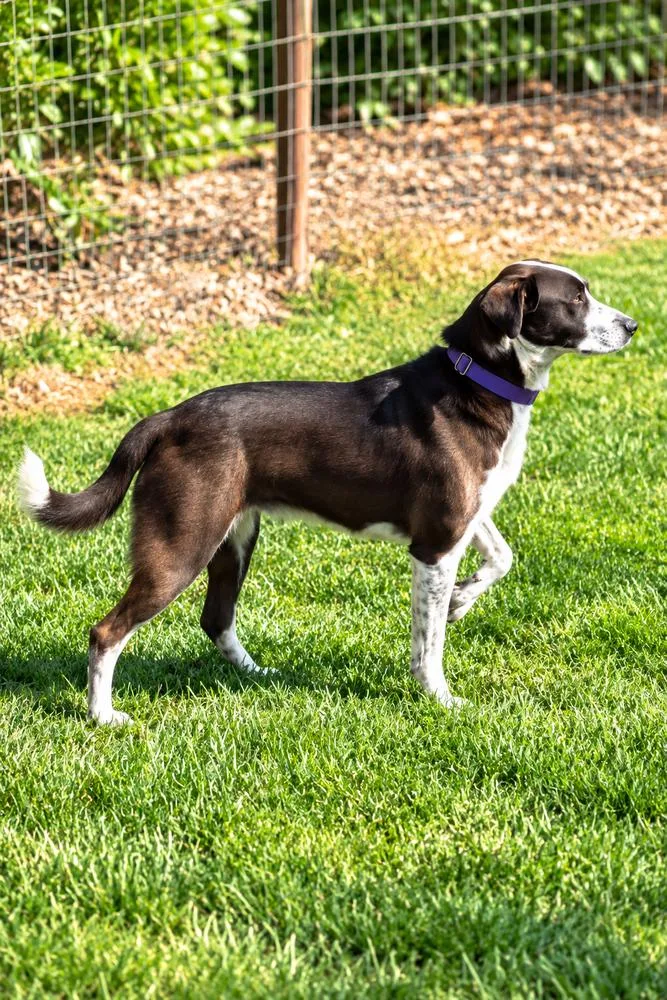 A young medium-sized female Mixed Breed dog named Dolly Parton for adoption in Wilton, CA