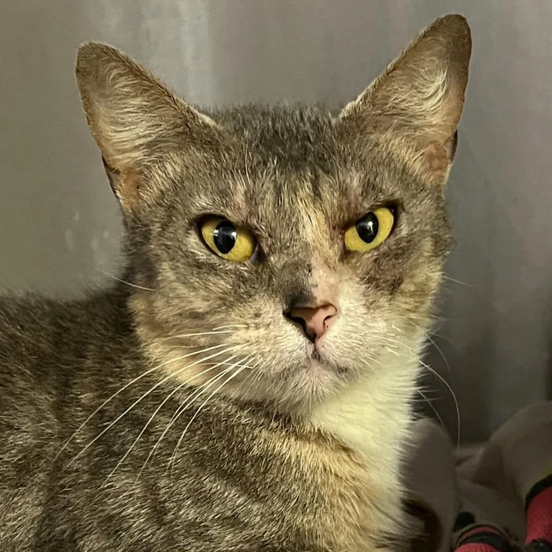 An adult large-sized female Torbie Domestic Short Hair cat named Tiger for adoption in Springfield, IL