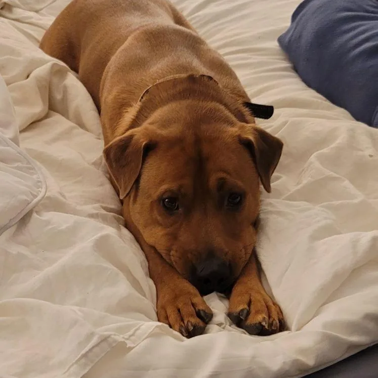 An adult medium-sized male Red / Chestnut / Orange Labrador Retriever dog named Arlo for adoption in Cincinnati, OH