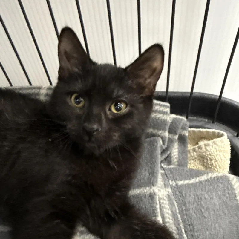 A baby small-sized female Black Domestic Short Hair cat named Buttons for adoption in Chaska, MN
