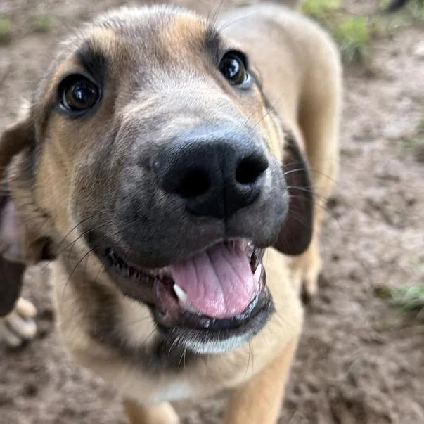 A baby small-sized male Brown / Chocolate German Shepherd Dog dog named Biscuit for adoption in Johnson City, TN
