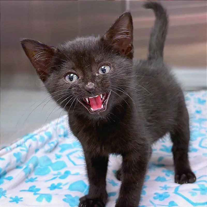 Oreo