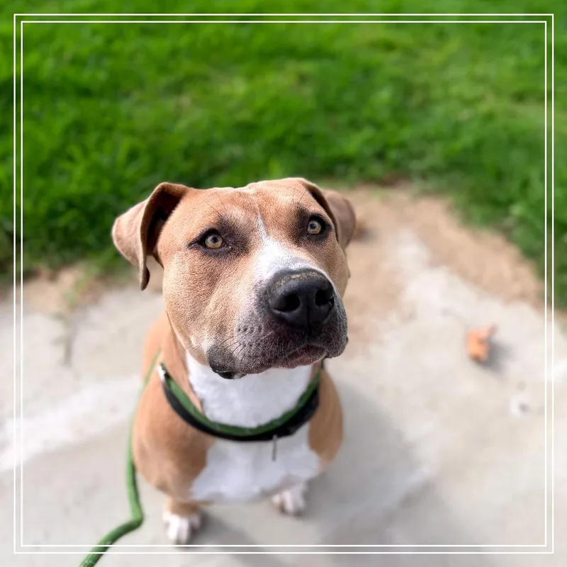 An adult large-sized male Yellow / Tan / Blond / Fawn Pit Bull Terrier dog named Brutus for adoption in Upland, CA