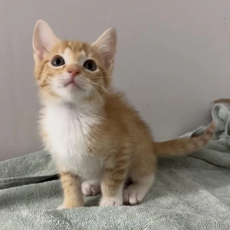A baby small-sized male Domestic Short Hair cat named Custard for adoption in Cumming, GA