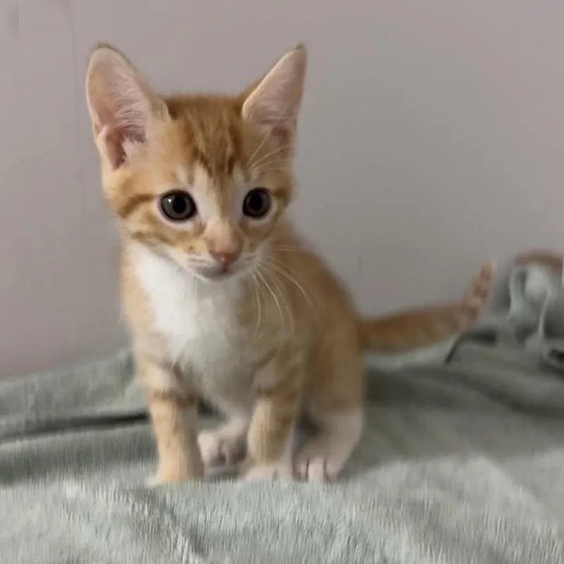 Custard thumbnail 3